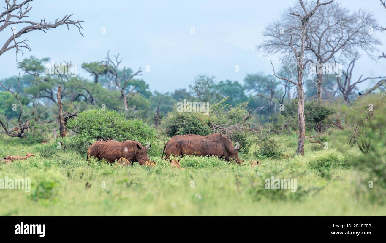 Southern white rhinoceros (Ceratotherium simum simum) encounter lions (Panthera leo) in Kruger National park, South Africa Stock Photo