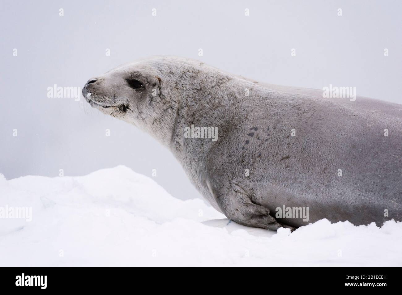 Adult crabeater seals hires stock photography and images Alamy