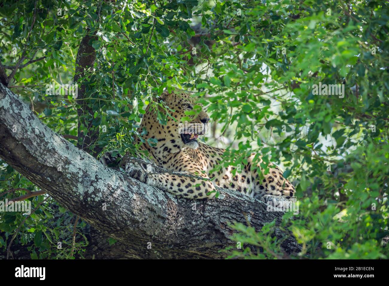 Leopard (Panthera pardus) lying down in a tree in Kruger National park ...
