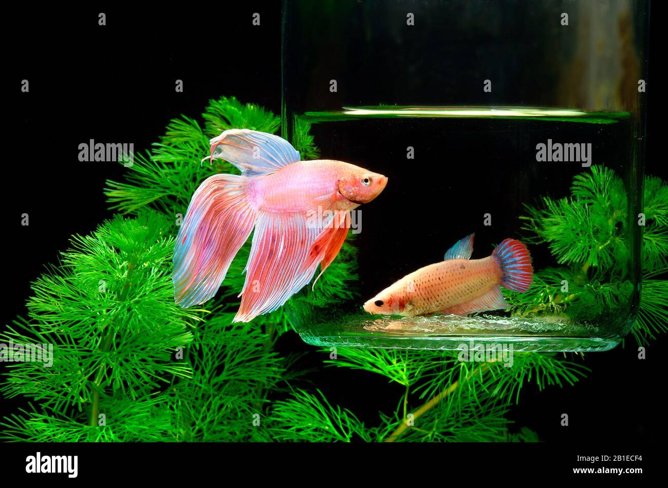 Siamese fighting fish (Betta splendens) male separated from a female Stock Photo