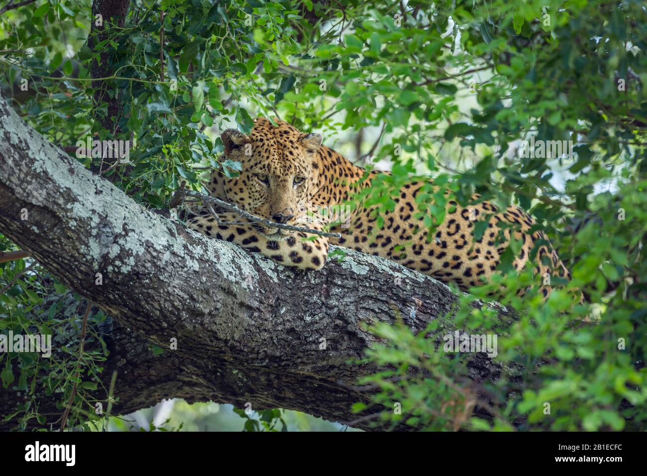 Leopard (Panthera pardus) lying down in a tree in Kruger National park, South Africa Stock Photo