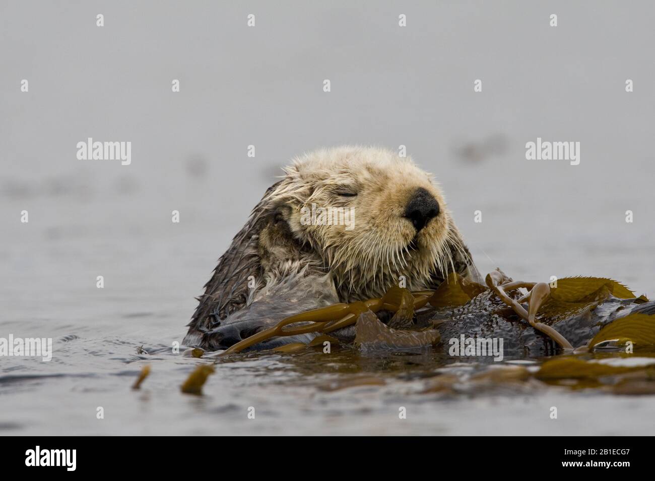 sea otter (Enhydra lutris), resting on the back swimming, USA, California Stock Photo