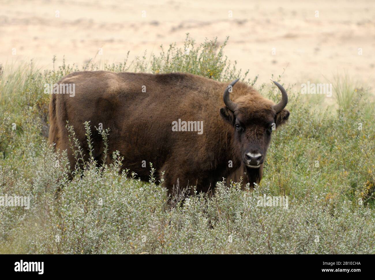 COMPREHENSIVE GUIDE BISON ANIMAL LIFE AND HABITAT EXPLAINED visual data 5