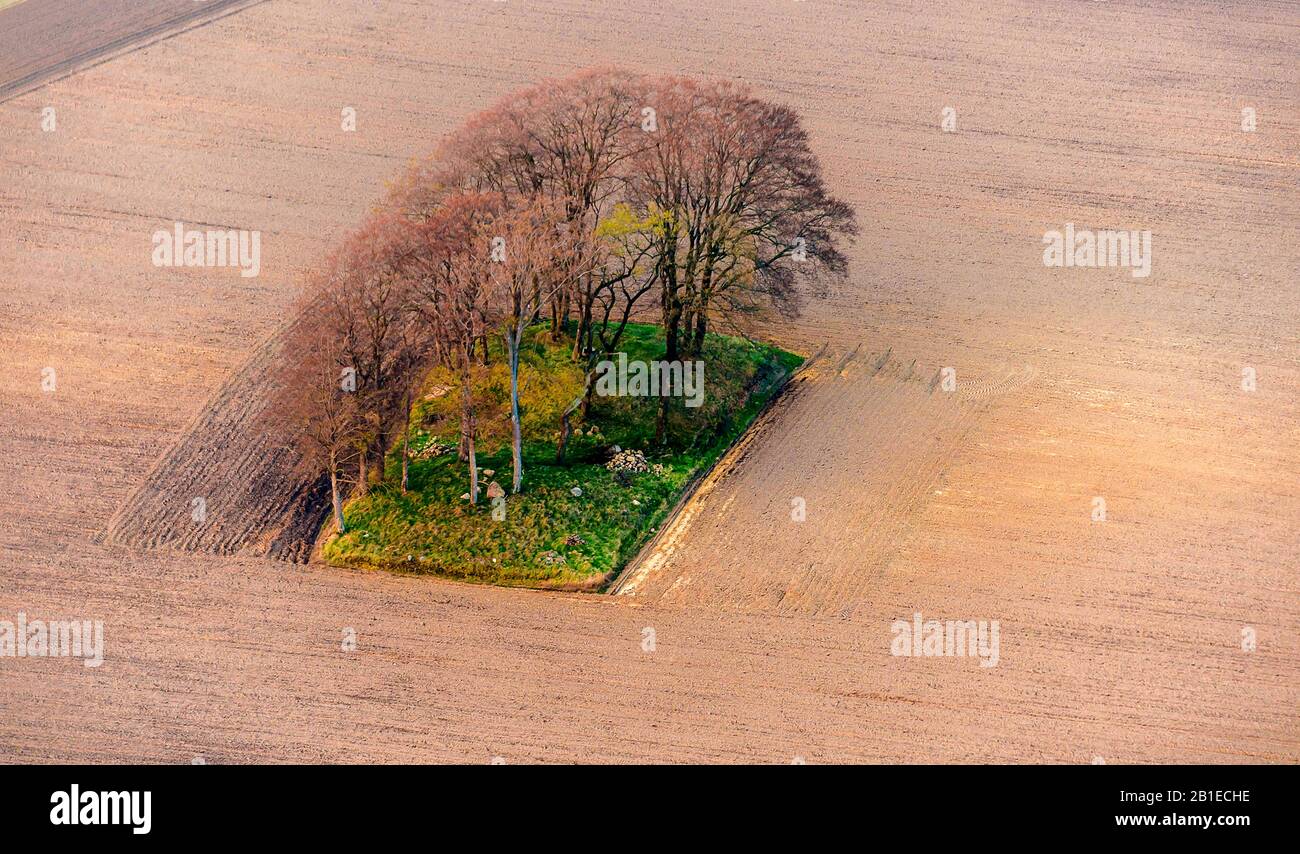 tree trupp in a monotone field landscape, aerial view, Germany, Schleswig-Holstein Stock Photo