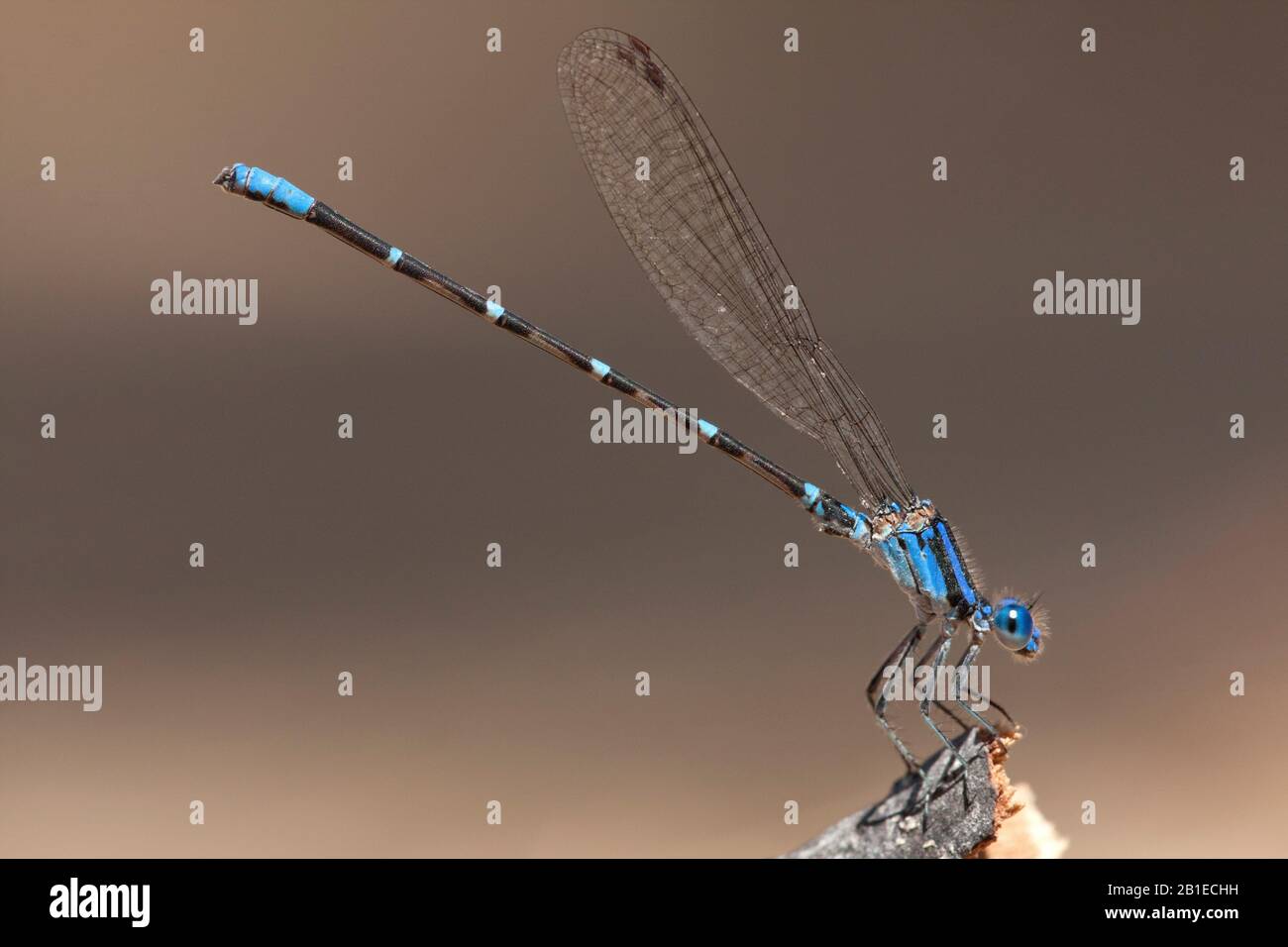 Blue-ringed Dancer (Argia sedula), male, USA, Arizona Stock Photo - Alamy