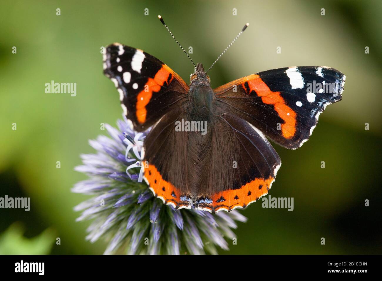 Red admiral (Vanessa atalanta, Pyrameis atalanta), sits on a globe thistle, Netherlands Stock Photo