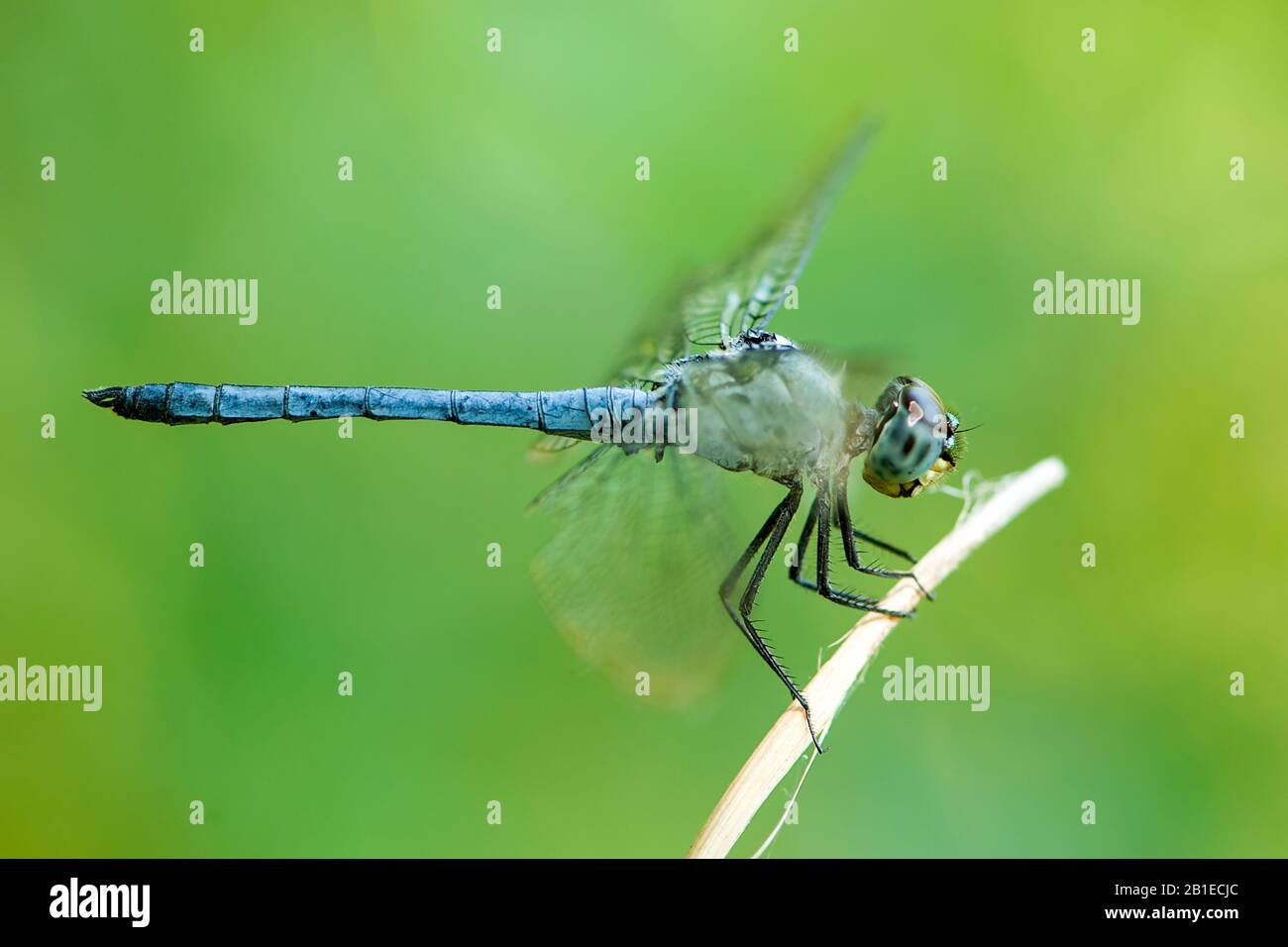 Yellowface, Inspector (Chalcostephia flavifrons), male, South Africa, Kwazoeloe-Natal Stock Photo