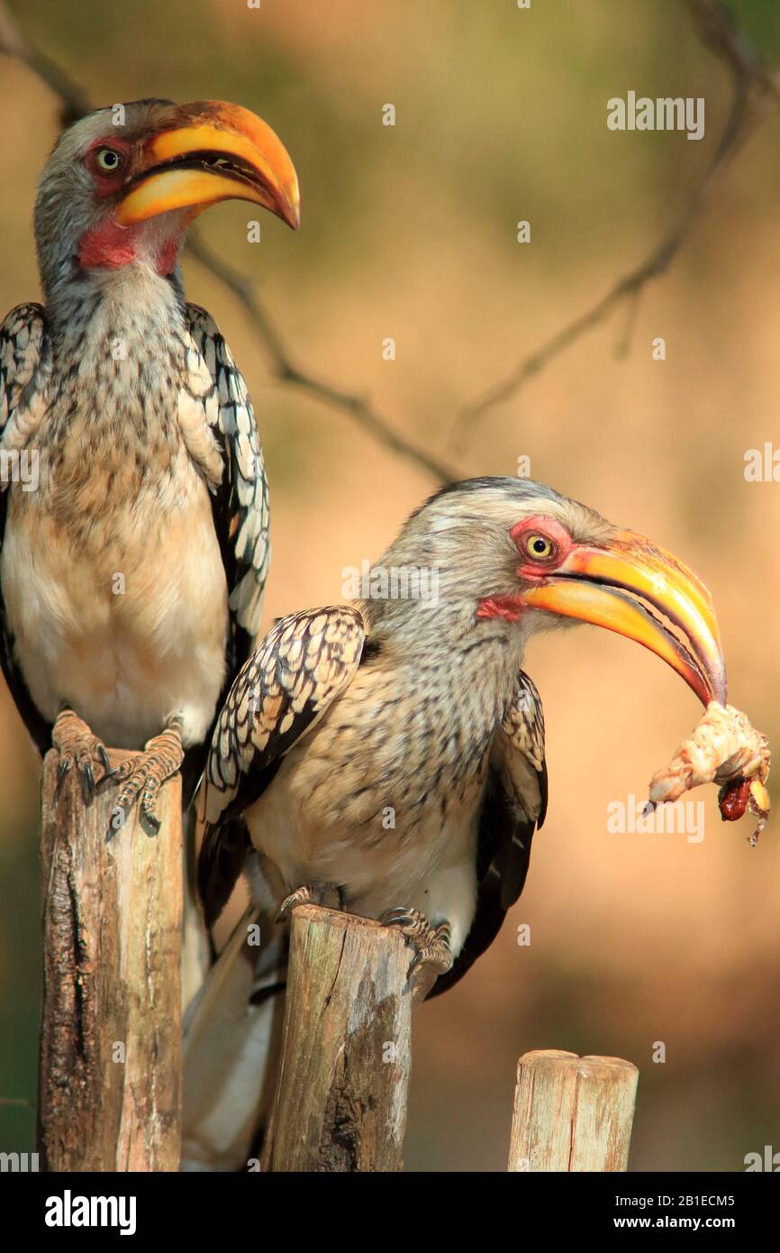 Southern Yellow-billed Hornbill (Tockus leucomelas) male offering a big caterpillar to a female, South Africa Stock Photo