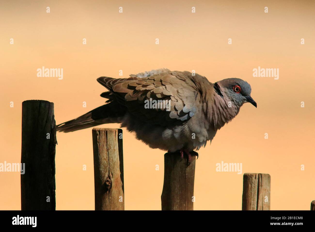 Mourning CollaredDove (Streptopelia decipiens) on a pole, South Africa