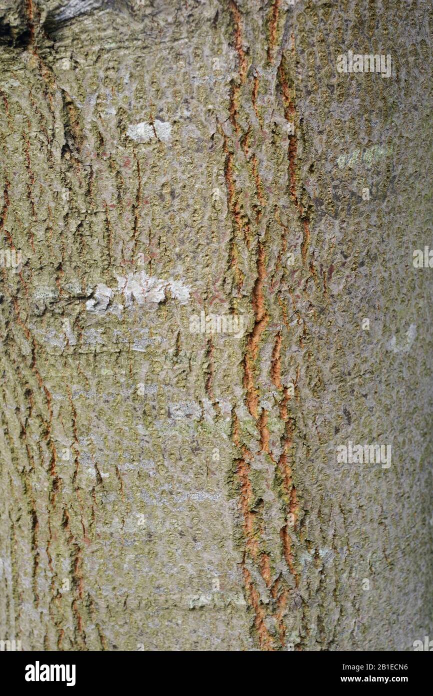 Closeup detail of Goat Willow tree bark, Salix caprea, Wales, UK Stock Photo