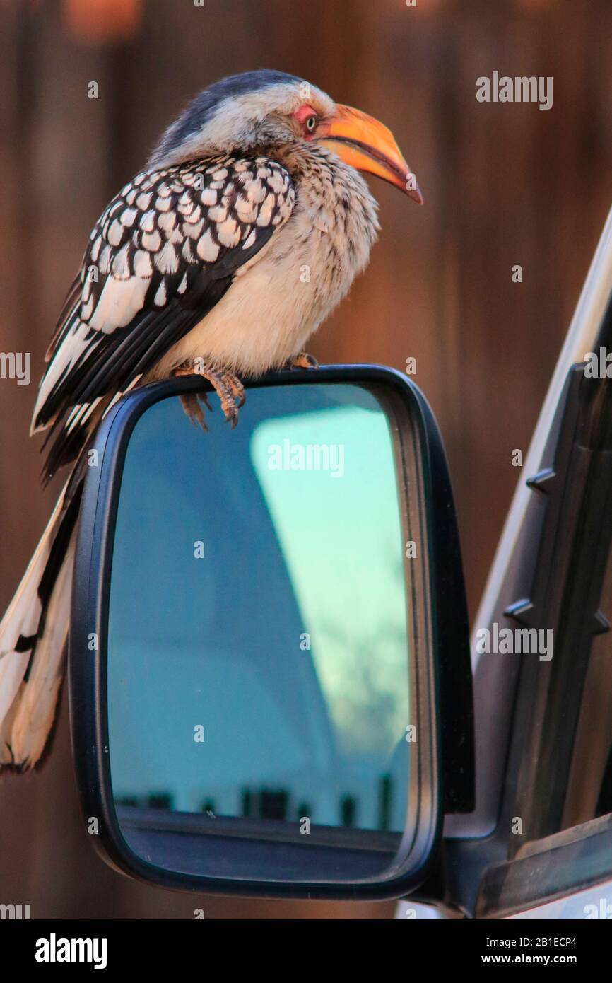 Southern Yellow-billed Hornbill (Tockus leucomelas)on a rearview mirror, South Africa Stock Photo