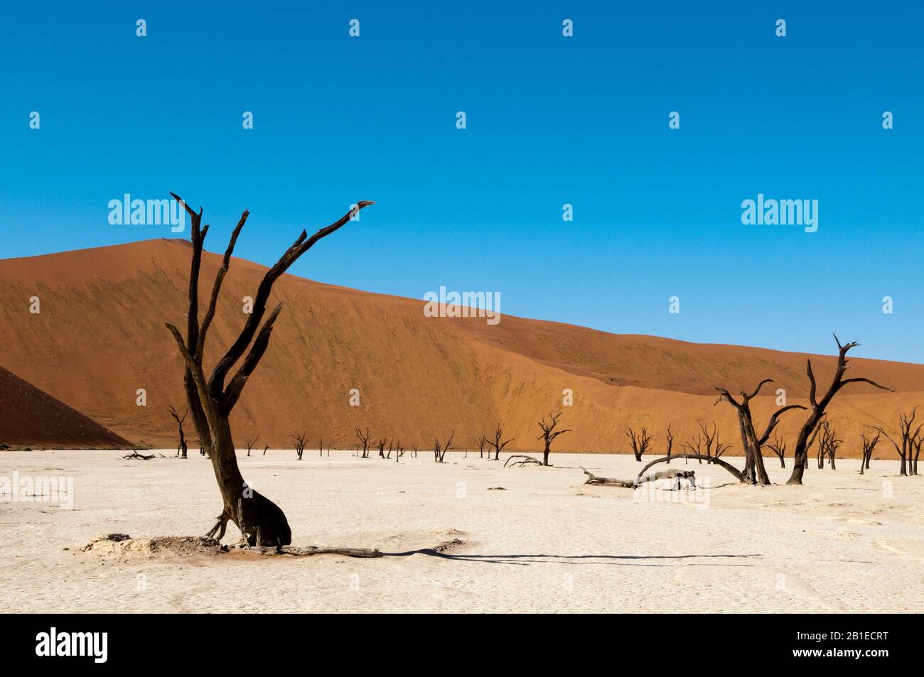 Dead Trees, Deadvlei, Sossusvlei, Namib Naukluft Park, Namib Desert, Namibia. Stock Photo