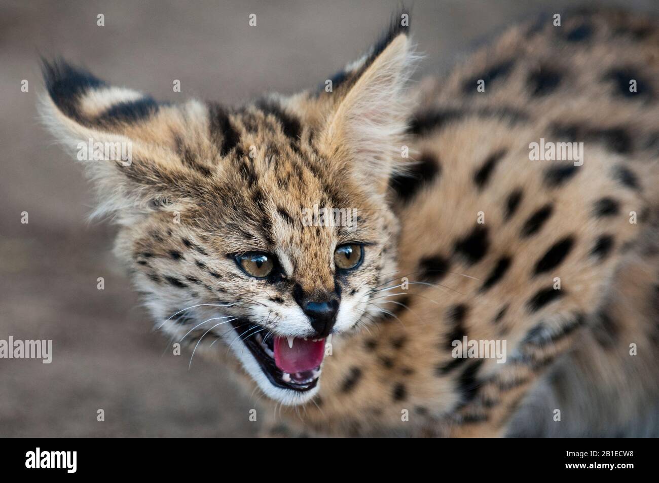 Young Serval Cat (Felis serval), Captive, Hoedspruit Endangered Species