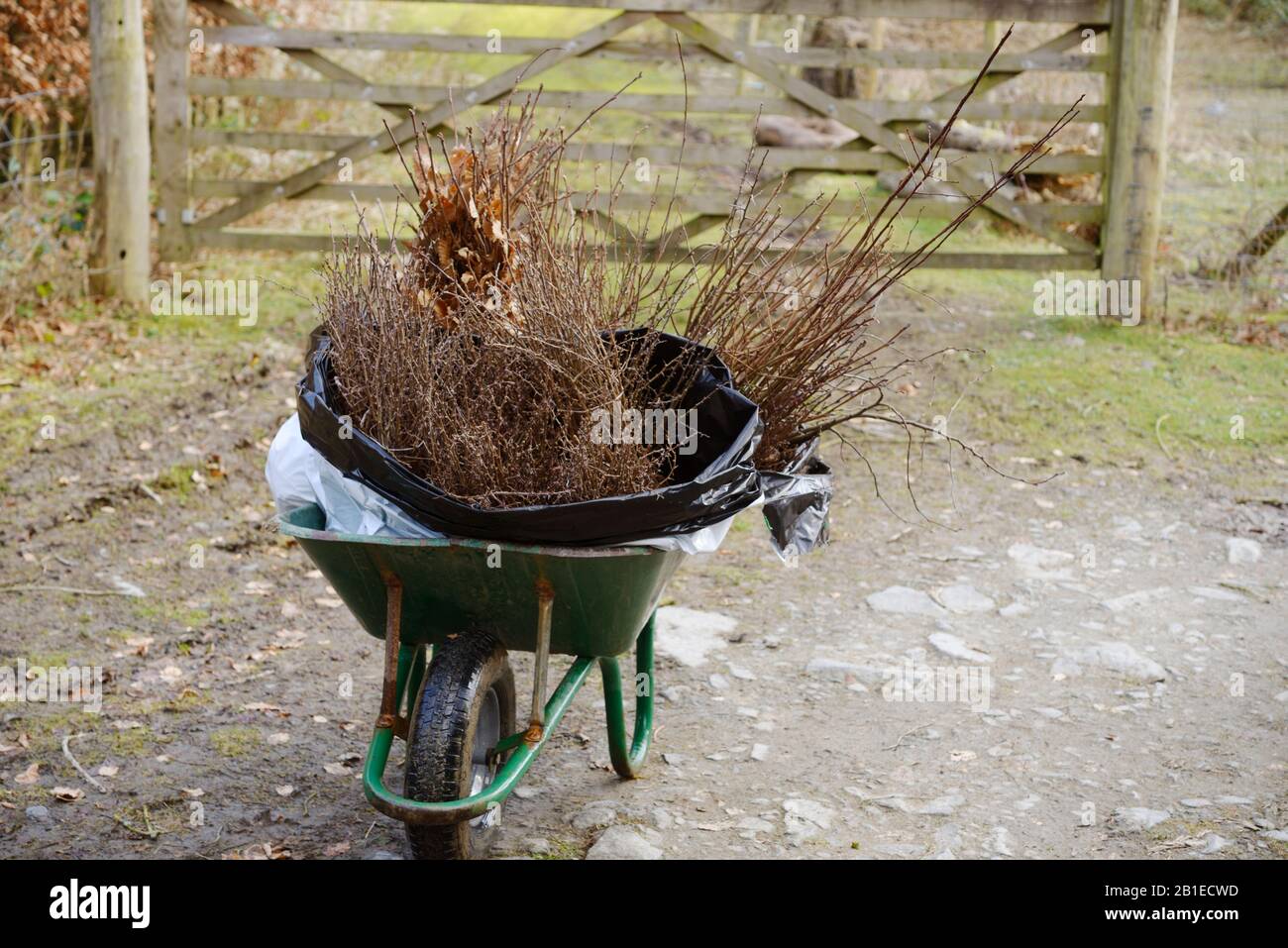 Bundles of native British trees, bare rooted planting stock, Wales, UK