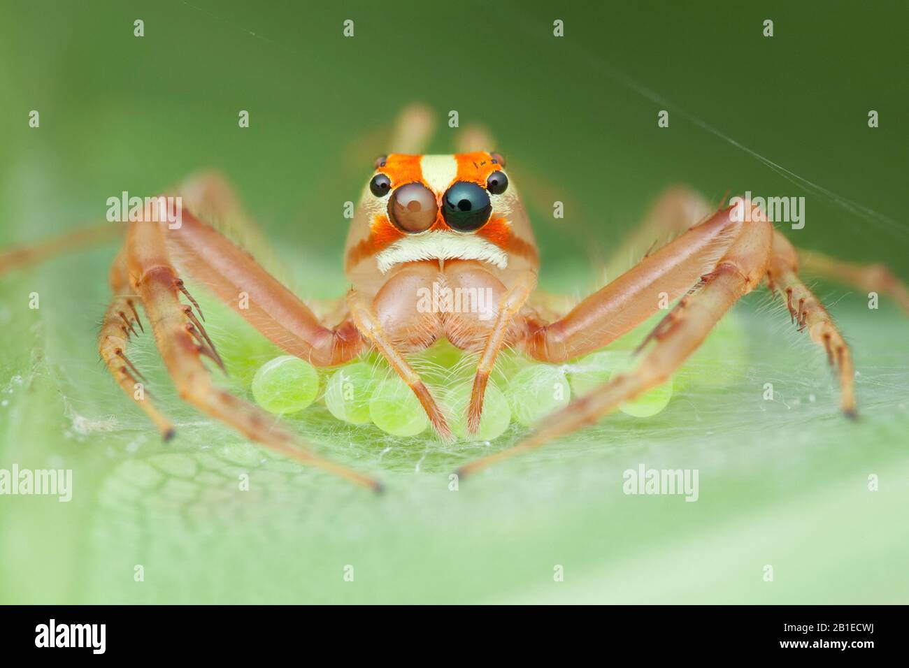 Viciria praemandibularis ; Wide-jawed viciria spider guarding eggs ; Female Wide-jawed viciria spider guarding her eggs ; Singapore Stock Photo