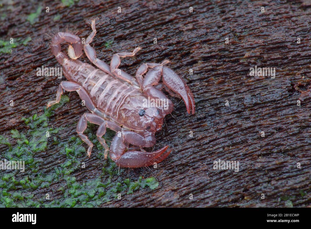 Dwarf wood scorpion hires stock photography and images Alamy