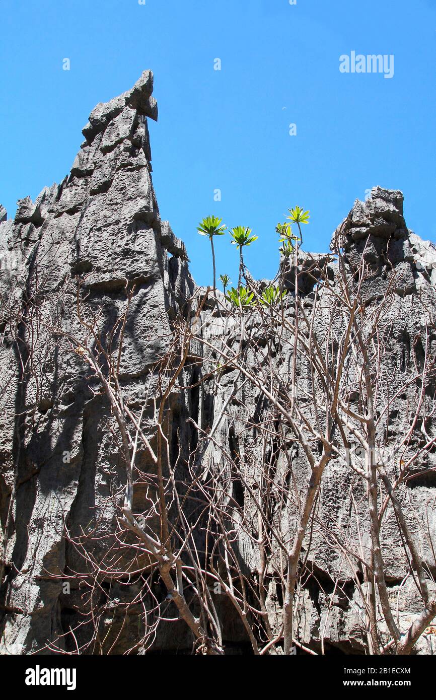 Pathway at the foot of the tsingy turrets, ancient fossil coral reef with sharp edges emerges from the ocean, Ankarana National Park, NP 18 220 ha ove Stock Photo
