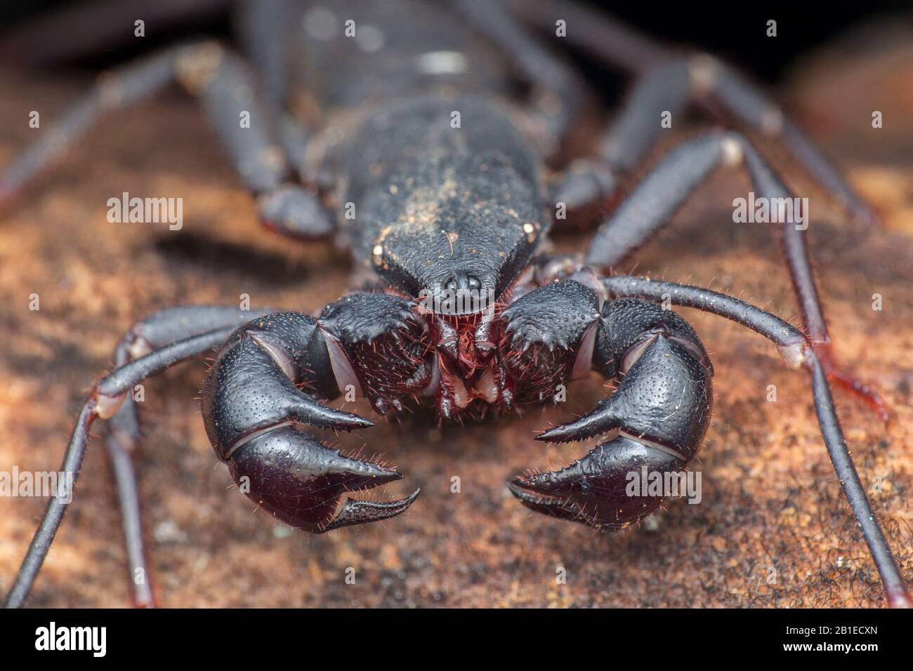 Thelyphonida ; Whip scorpion ; Thelyphonida is an arachnid order