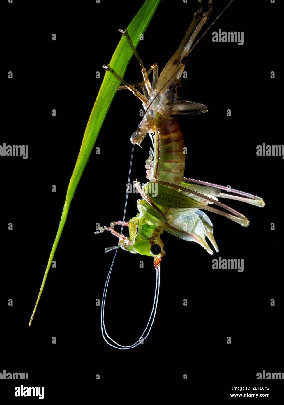 Tettigoniidae ; Moulting Katydid ; Side profile of a moulting katydid ; Singapore Stock Photo