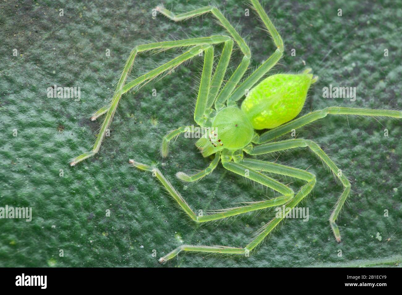 Huntsman Spider Sparassidae Sp High Resolution Stock Photography And Images Alamy