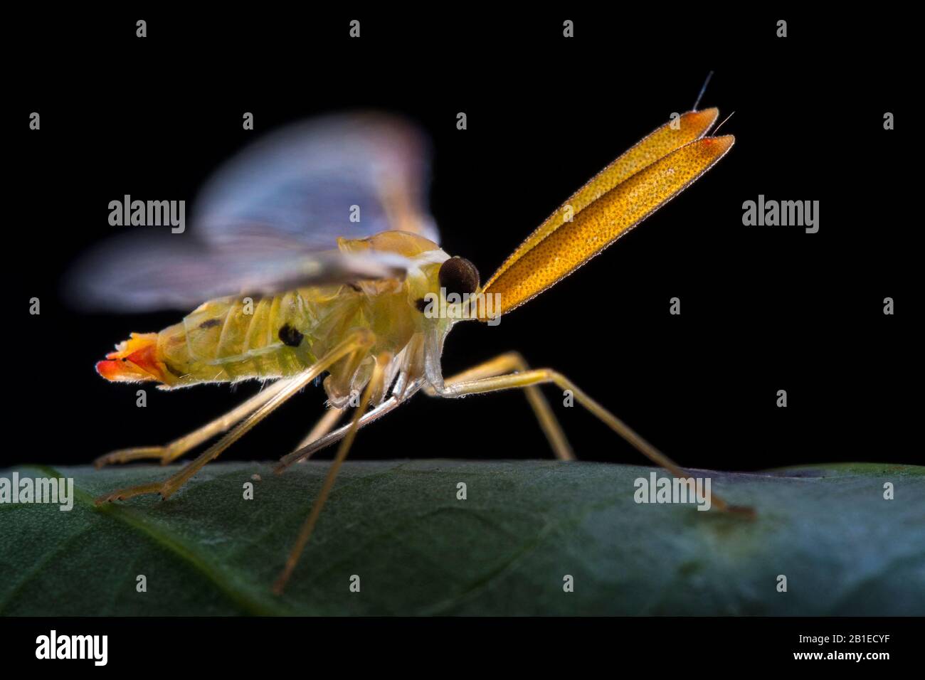 Derbidae ; Derbid planthopper ; Derbidae is a family of insects in the