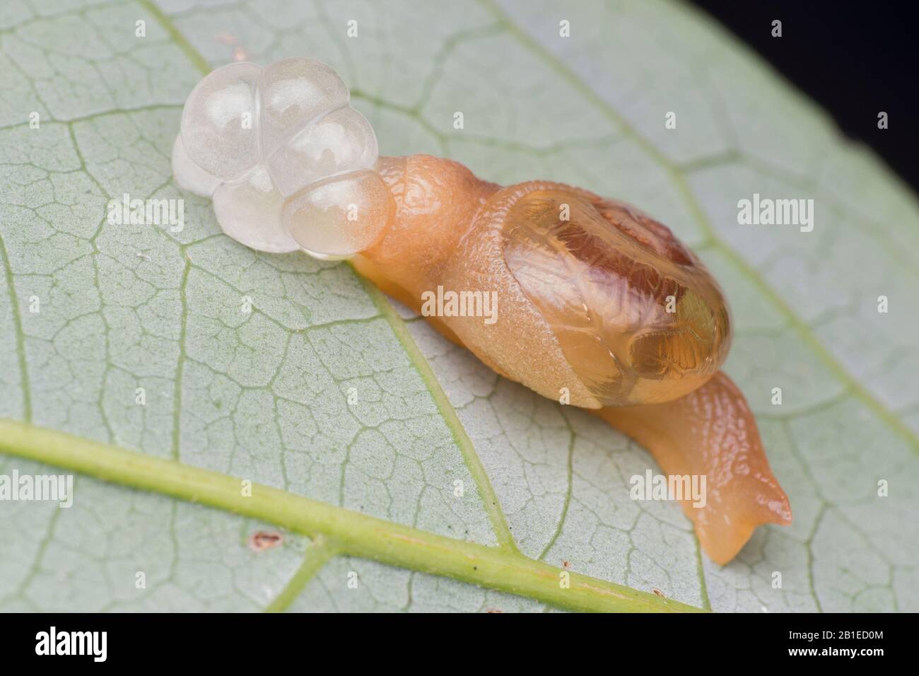 Gastropoda ; Land Snail laying eggs ; Land Snail laying eggs at night ; Singapore Stock Photo