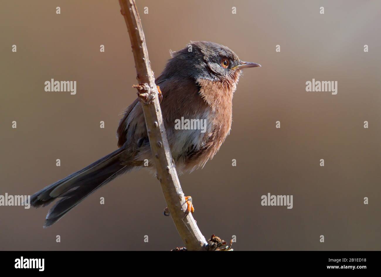 Dartford Warbler, Sylvia undata At Sunset Perched On A Twig Defending Its Territory Against Rivals. Taken at Hengistbury Head UK Stock Photo