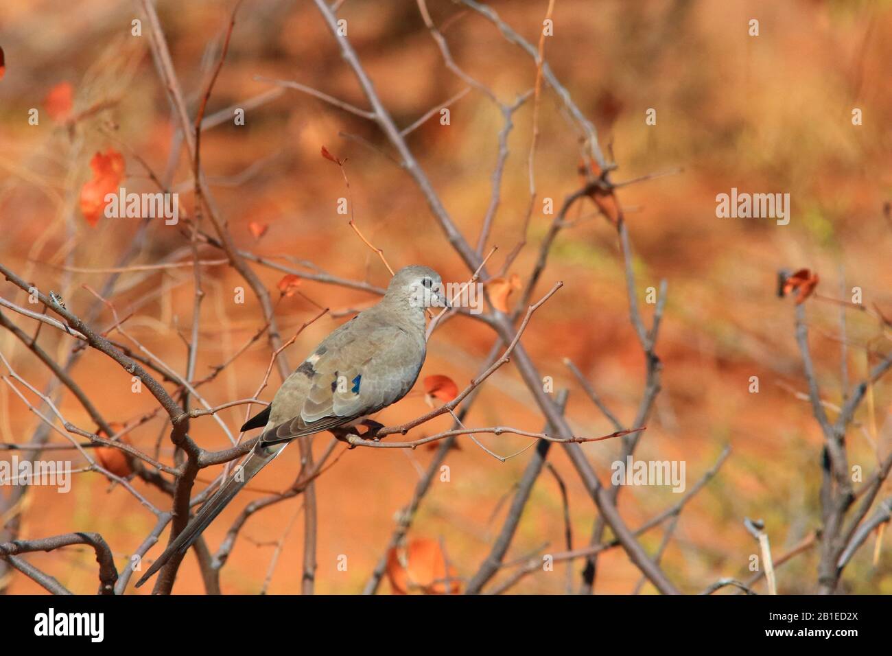 Namaqua Dove (Oena capensis) on a branch, South Africa Stock Photo