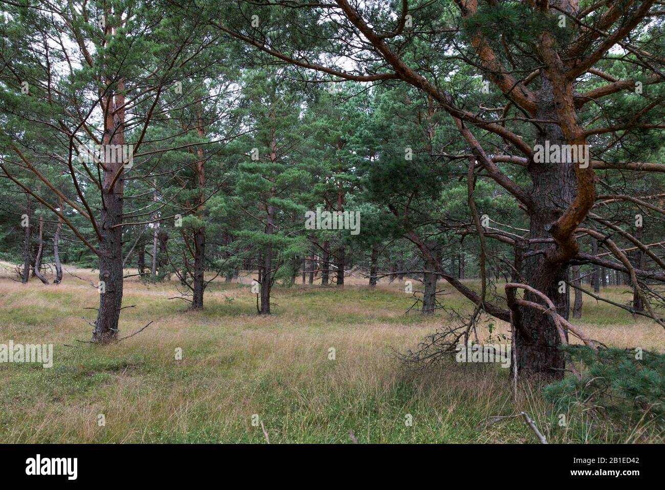 Coastal forest, Curonian Spit National Park, Lithuania Stock Photo