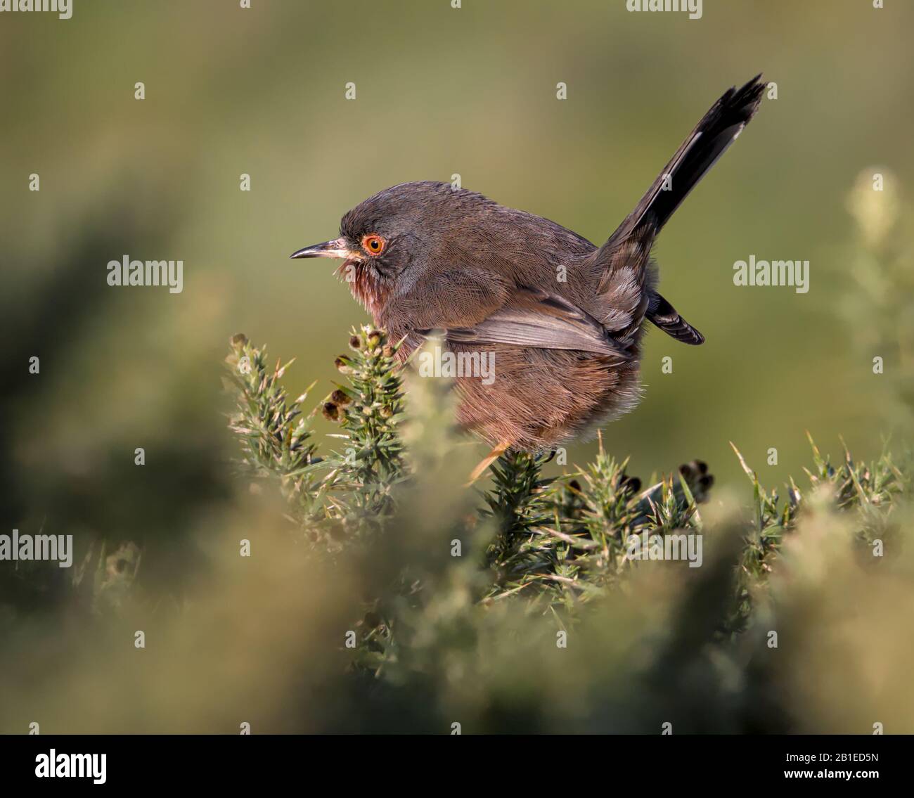 Dartford Warbler, Sylvia undata, Searching For Food In A Gorse Bush With Tail Upright, Keyhaven UK Stock Photo