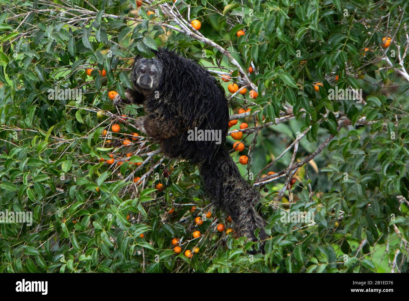 Monk saki feeding hi-res stock photography and images - Alamy