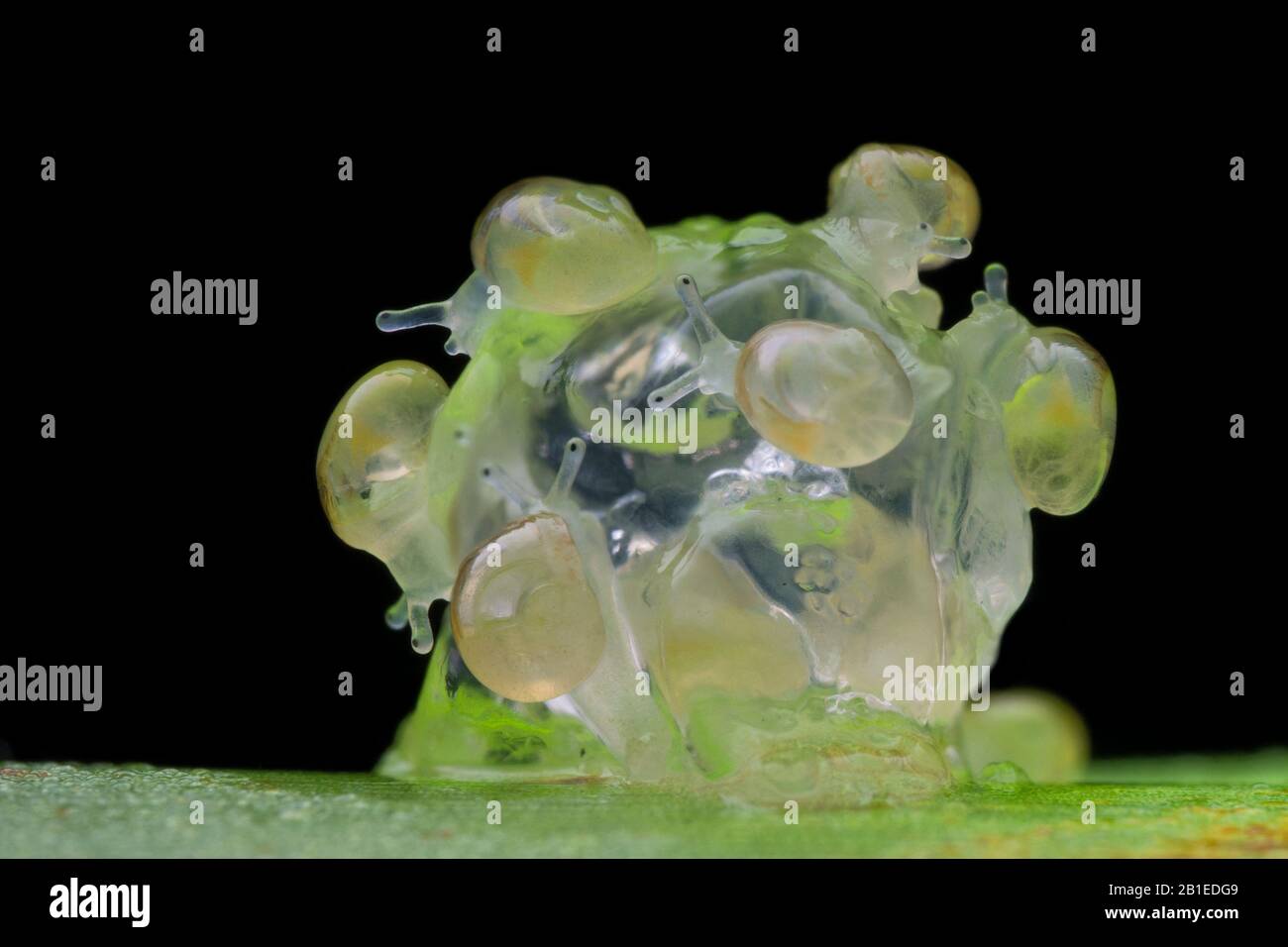 Freshly hatched baby land snails (Singapore Stock Photo Alamy