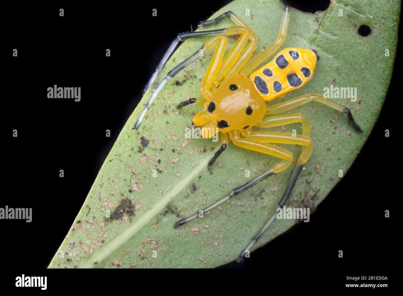 Adult Female Eight-spotted crab-spider (Singapore Stock Photo - Alamy
