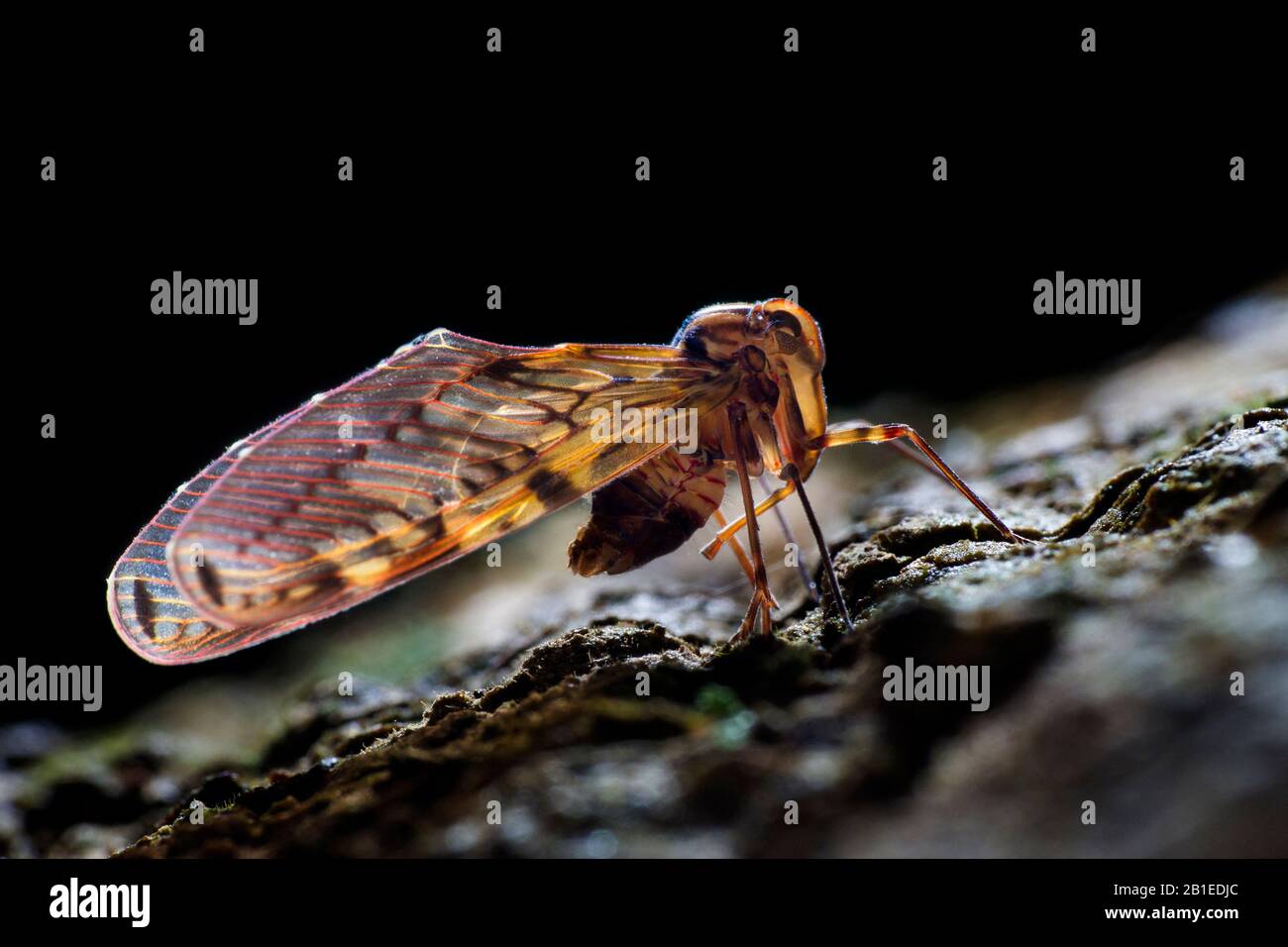 Backlit shot of a Berbid planthopper (Singapore) Stock Photo