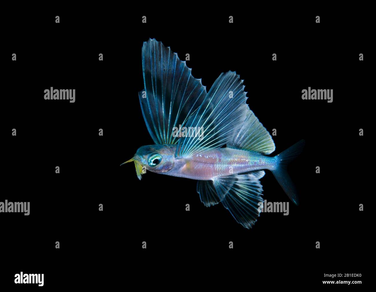 Exocoetidae Sp High Resolution Stock Photography and Images Alamy