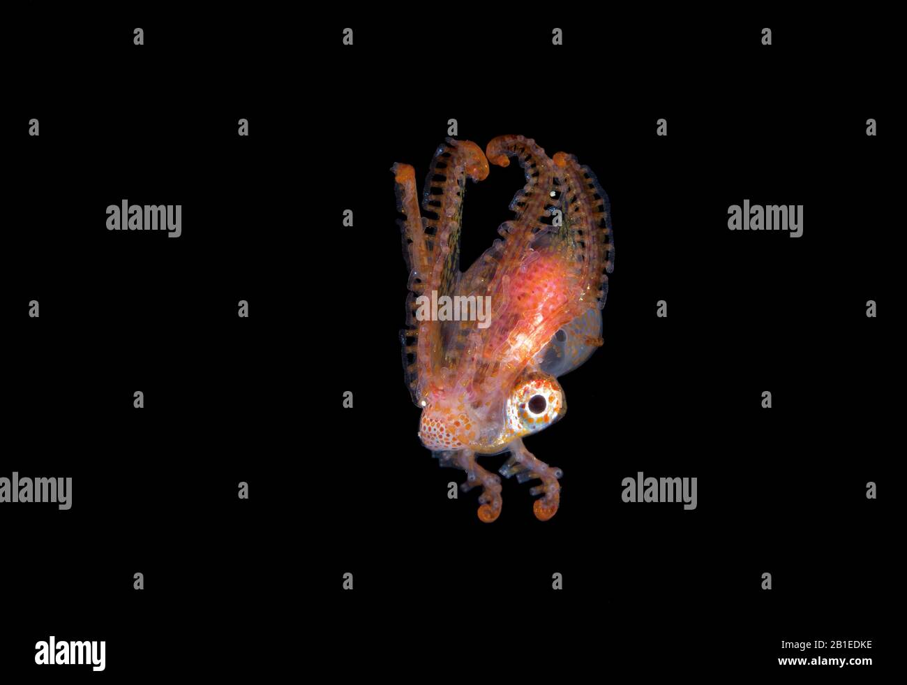 Blanket Octopus High Resolution Stock Photography and Images Alamy