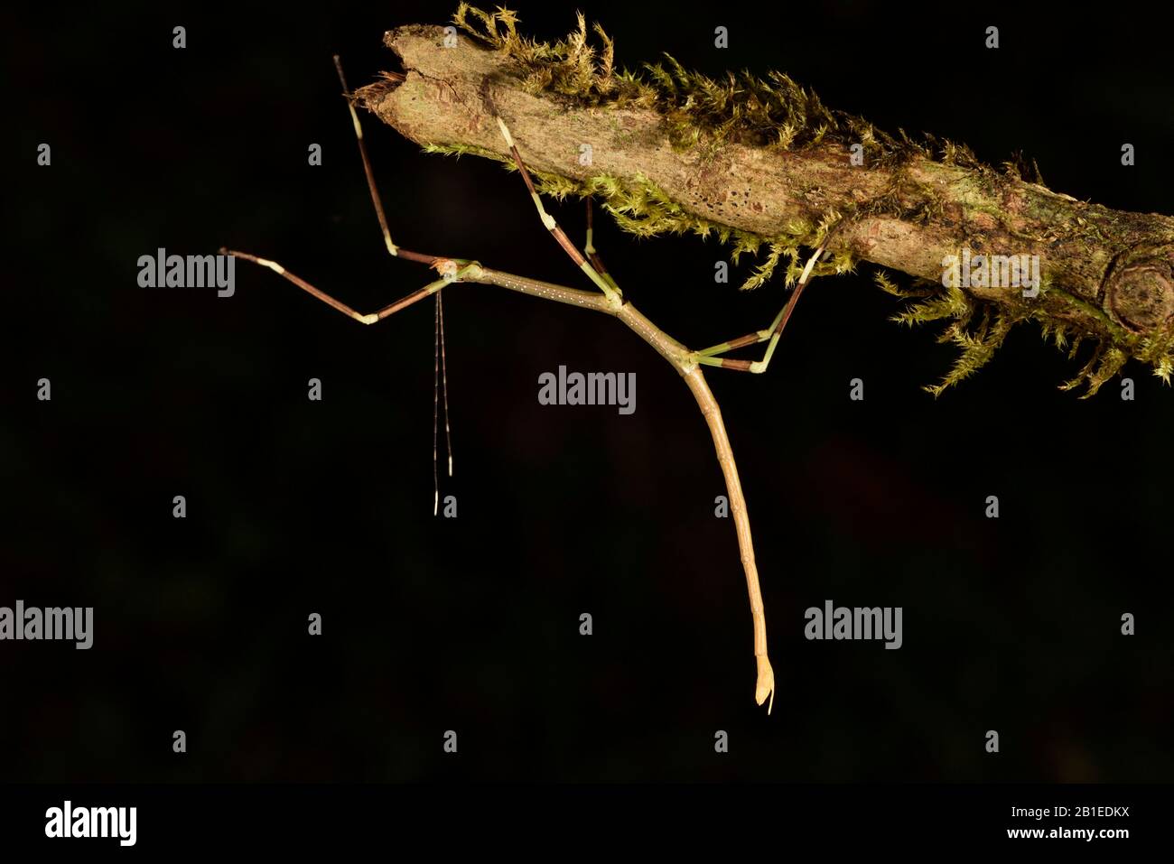 Madagascan stick insect (Leiophasma adustum) female on a branch ...