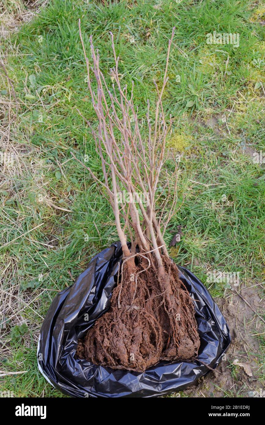 Bare rooted Alnus glutinosa, Alder trees, Wales, UK Stock Photo