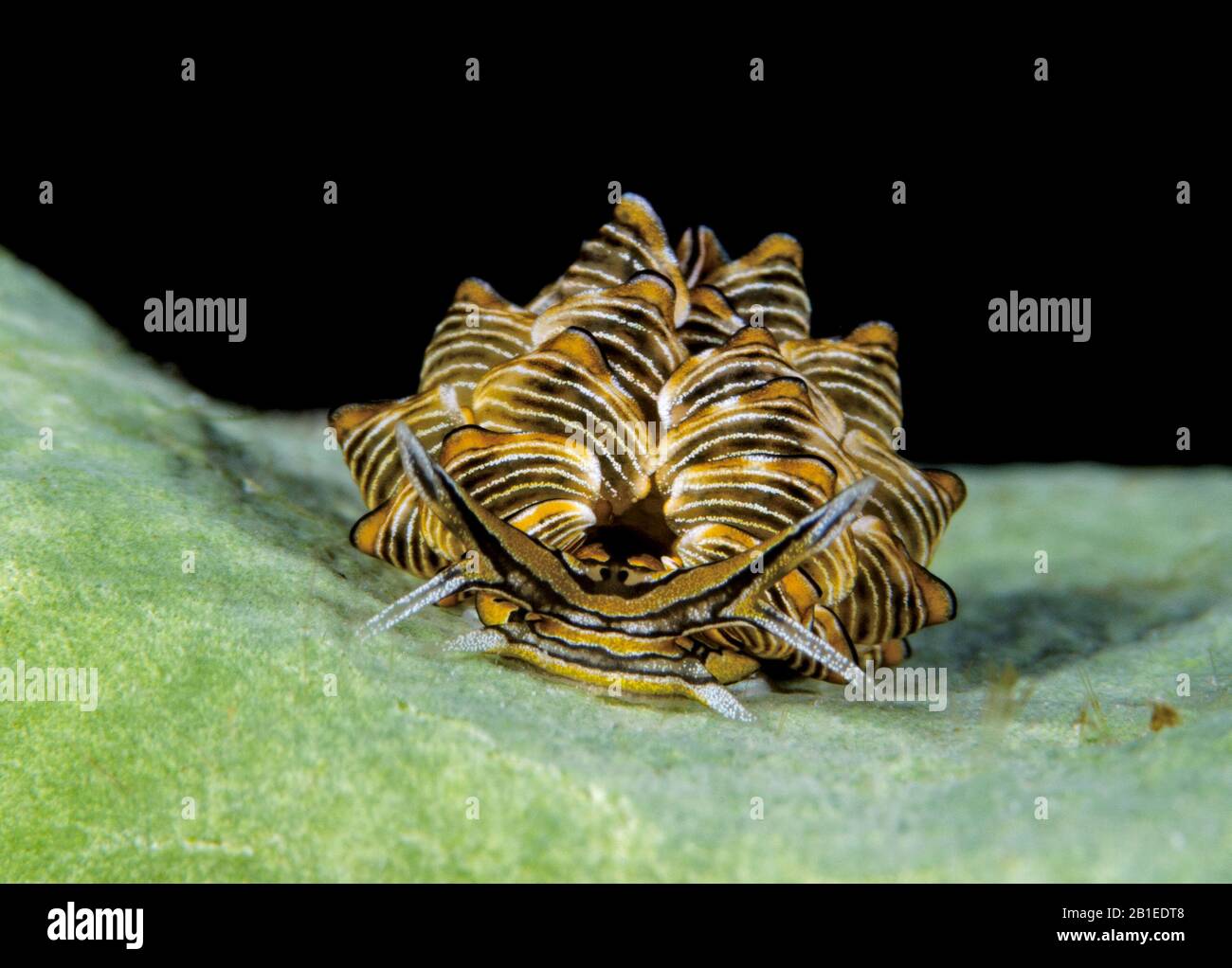 Butterfly Seaslug, Cyerce nigra, in Romblon, Philippines, Pacific Ocean. Stock Photo