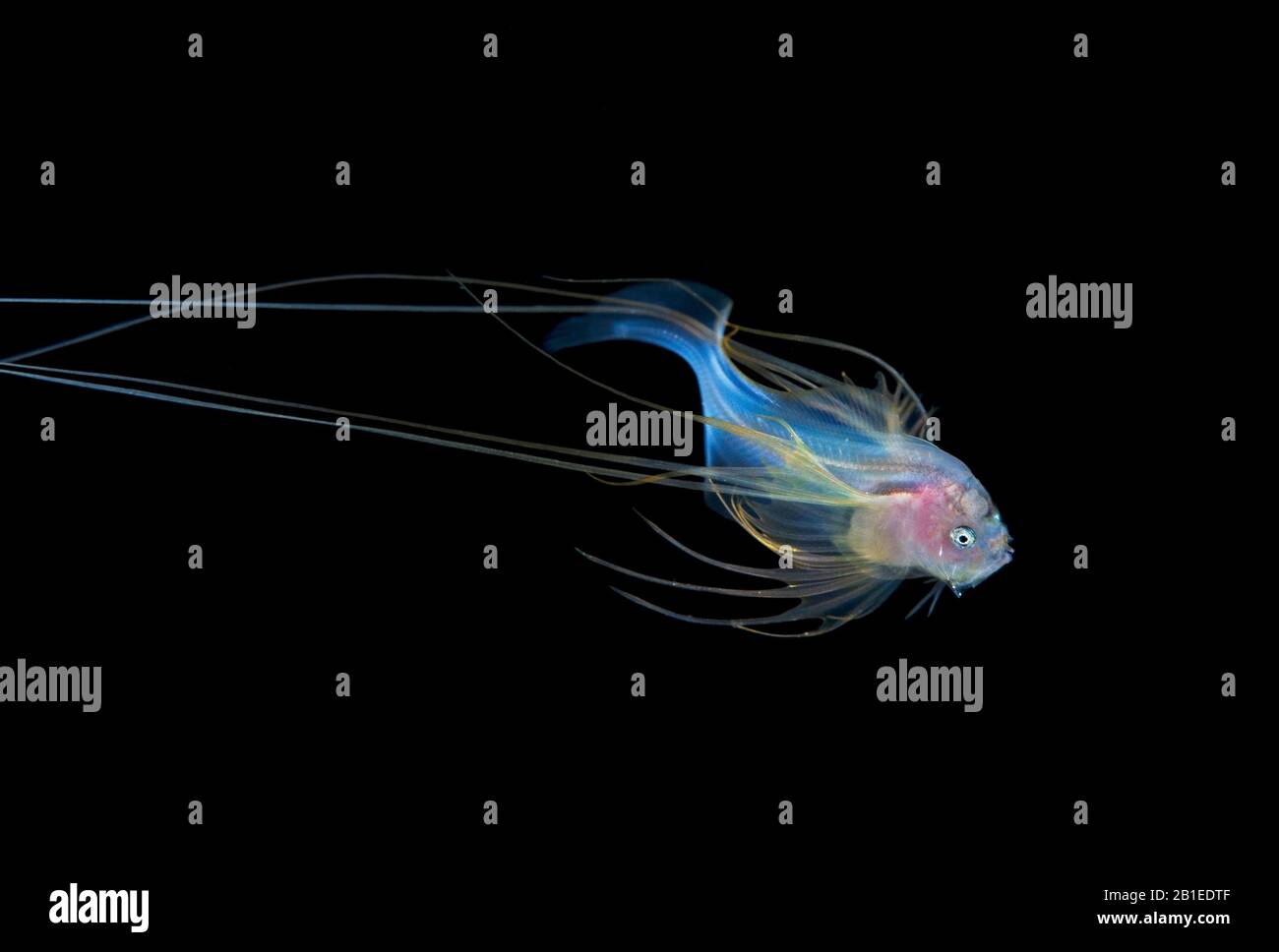 Abyssal Fishes High Resolution Stock Photography And Images Alamy