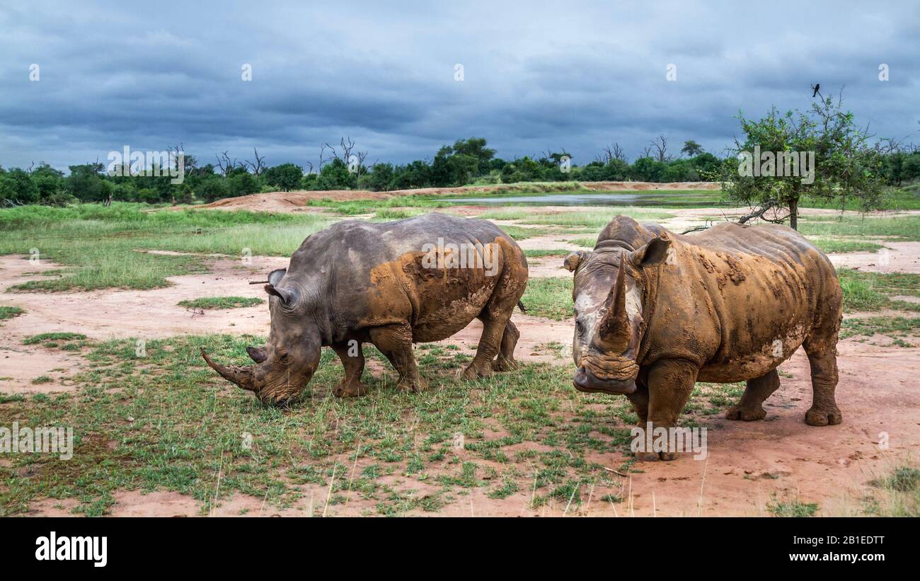 Two Southern white rhinoceros (Ceratotherium simum simum) in wide angle view in Hlane royal National park, Swaziland scenery Stock Photo