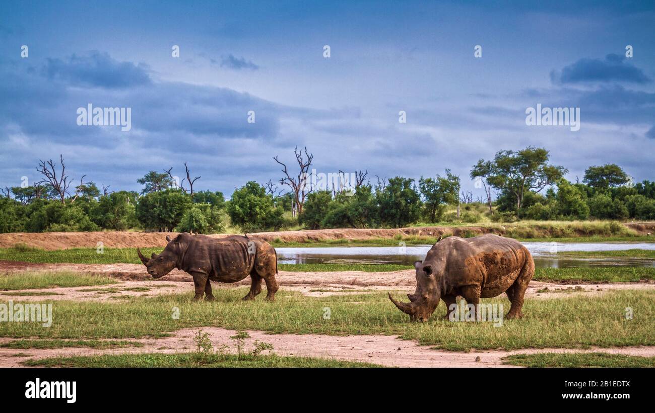 Two Southern white rhinoceros (Ceratotherium simum simum) in wide angle view in Hlane royal National park, Swaziland scenery Stock Photo