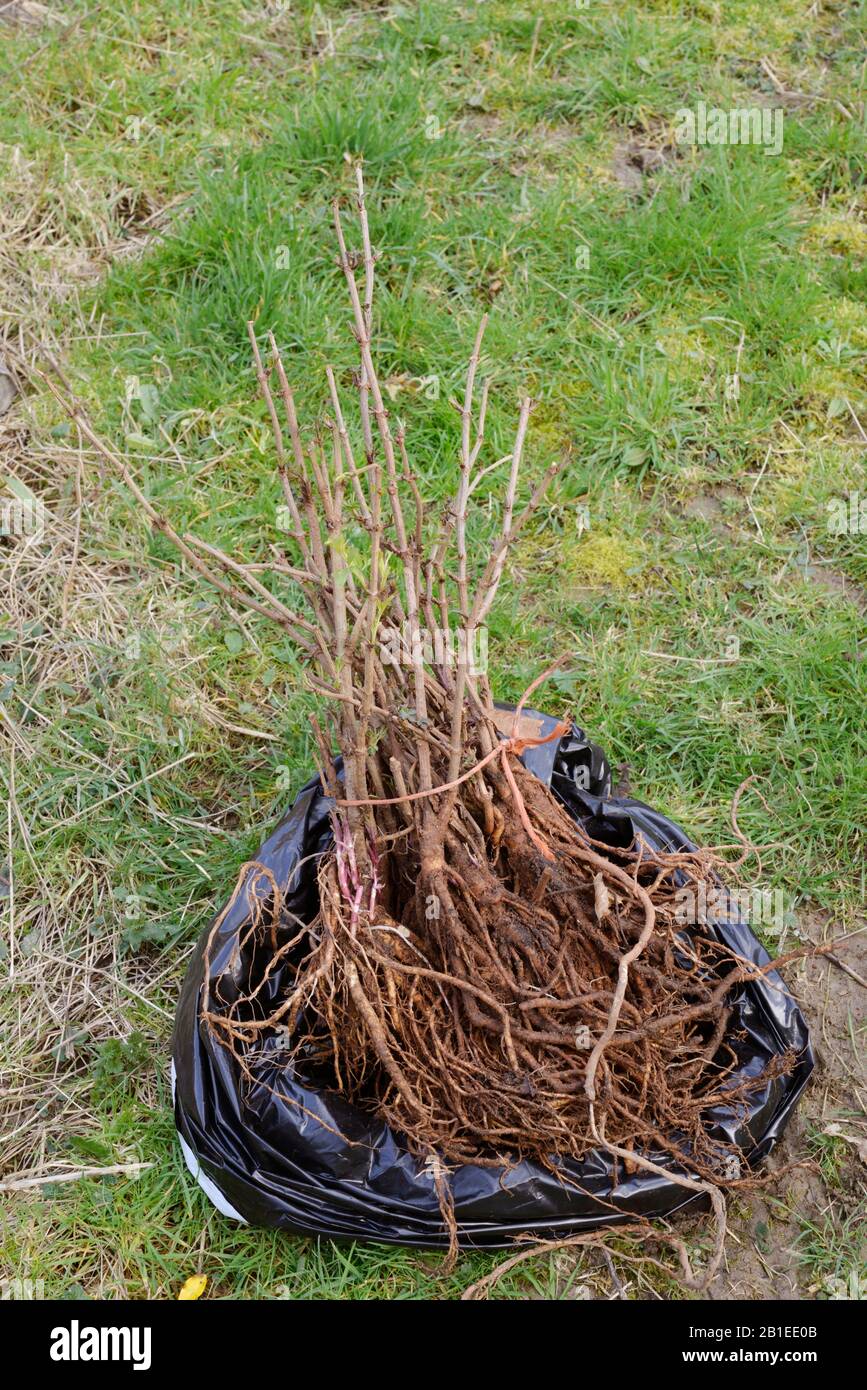 Bare rooted Sambucus nigra, Elder  trees, Wales, UK Stock Photo