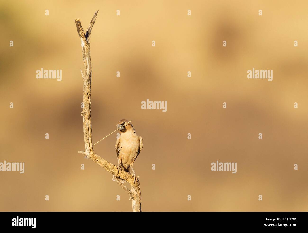 Sociable Weaver (Philetairus socius). Perching in the vicinity of its nest. The blade of grass will be used to keep extending the nest. Kalahari Deser Stock Photo