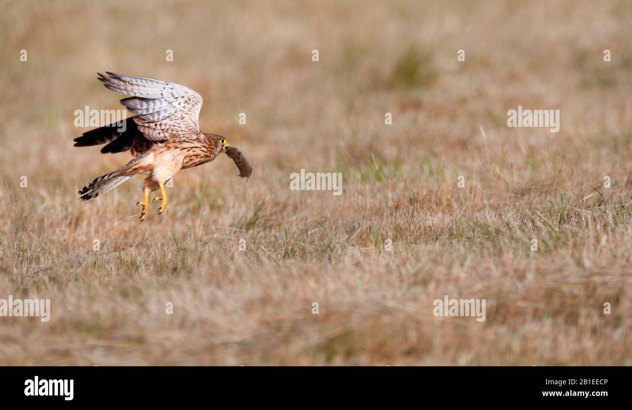 Common Kestrel (Falco tinnunculus) flight with a Vole, Regional Natural Park of Northern Vosges, France Stock Photo