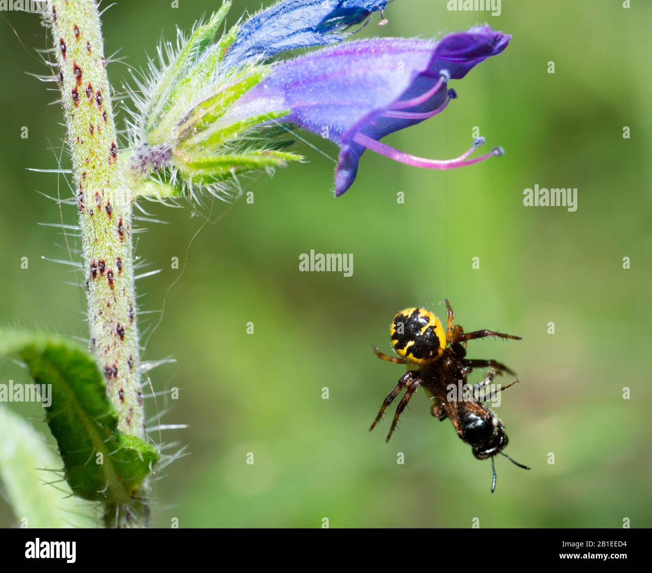 Crab spider (Synaema globosum) having captured a Small carpenter bee