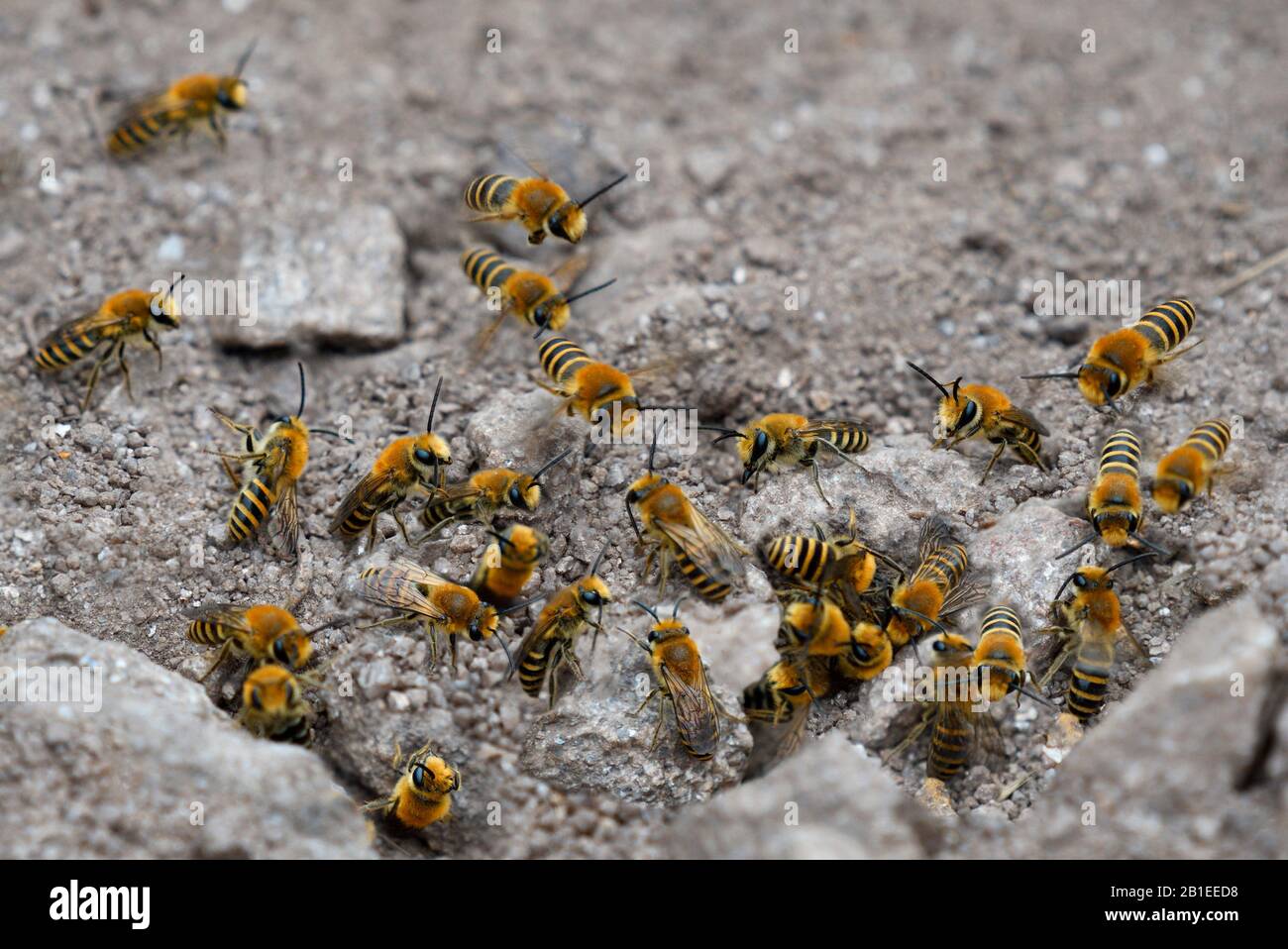 Sea-aster Colletes Bee (Colletes halophilus) males waiting for females on nesting colony to mate, Pointe du Raz, Cap Sizun Nature Reserve, Brittany, F Stock Photo