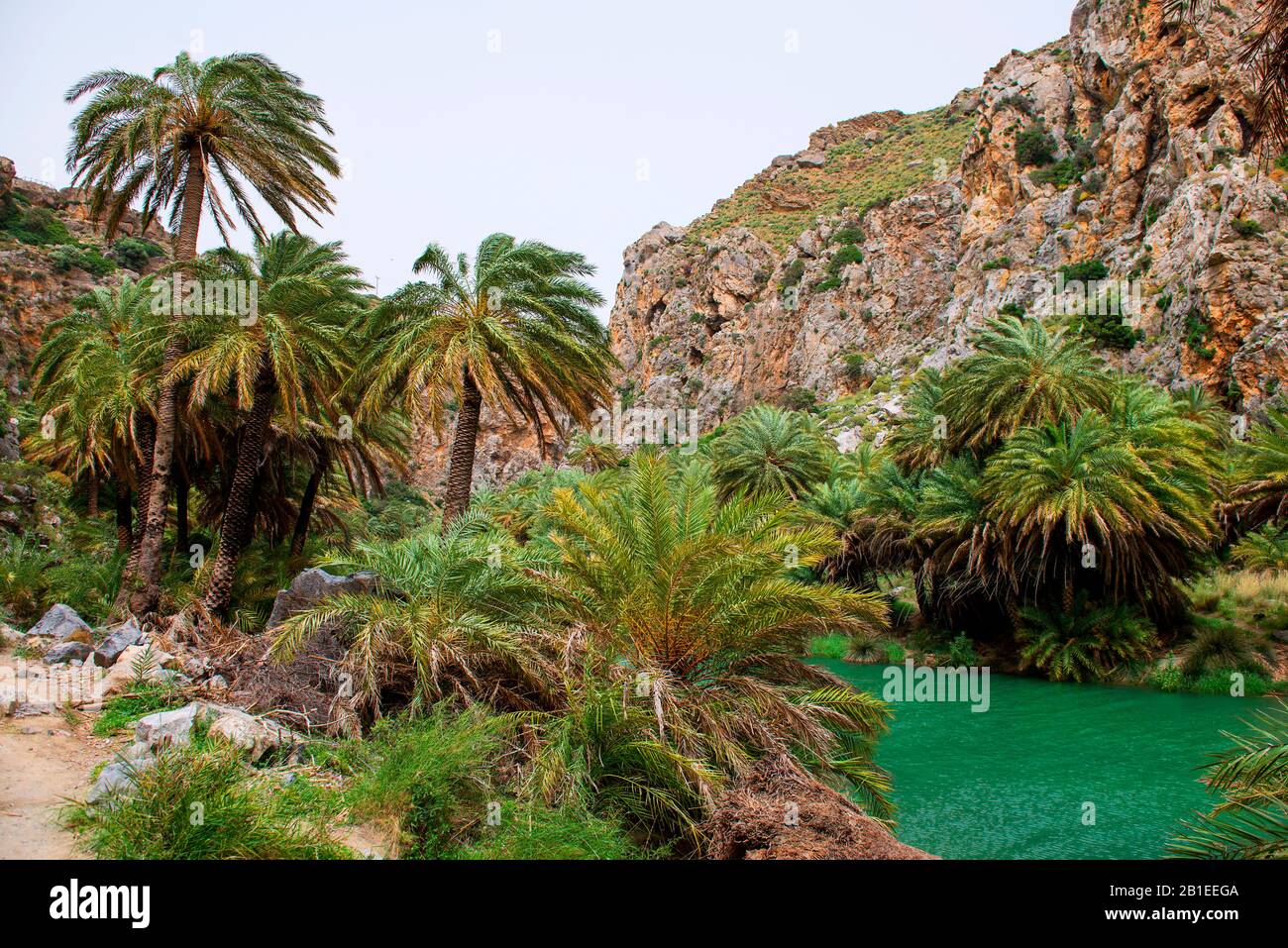 Palms Forest of Preveli, Crete, Greece Stock Photo