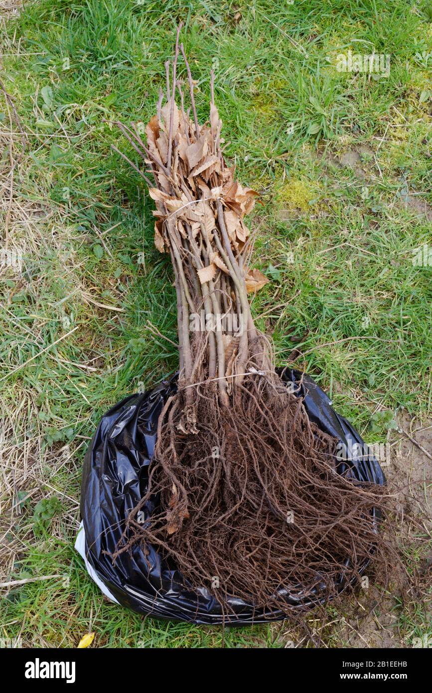 Bare rooted Castanea sativa, Sweet Chestnut trees, Wales, UK Stock Photo
