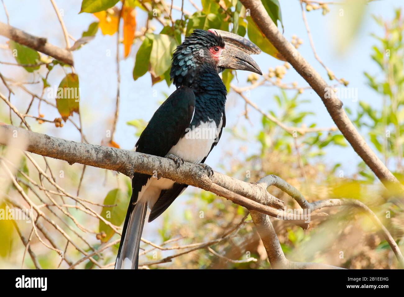 Trumpeter Hornbill (Bycanistes Bucinator) Adult Male On A Branch ...